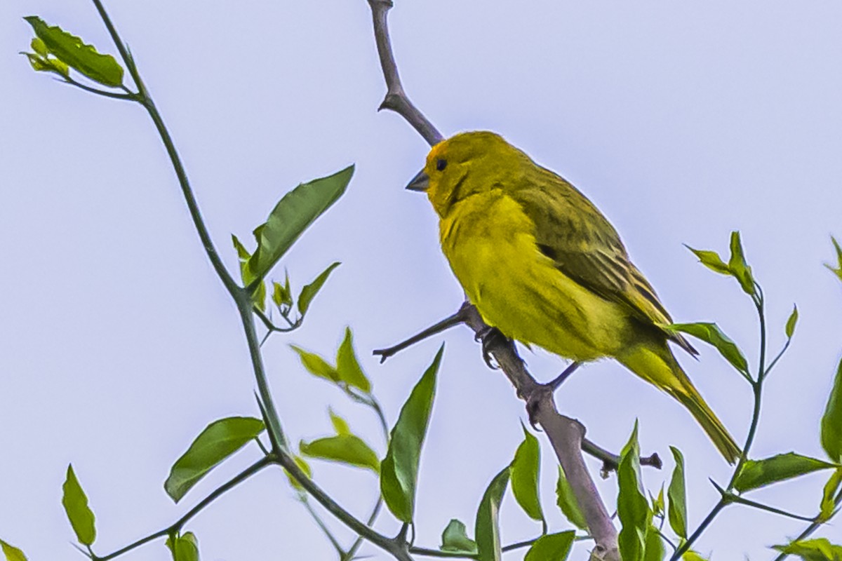Saffron Finch - ML645061765