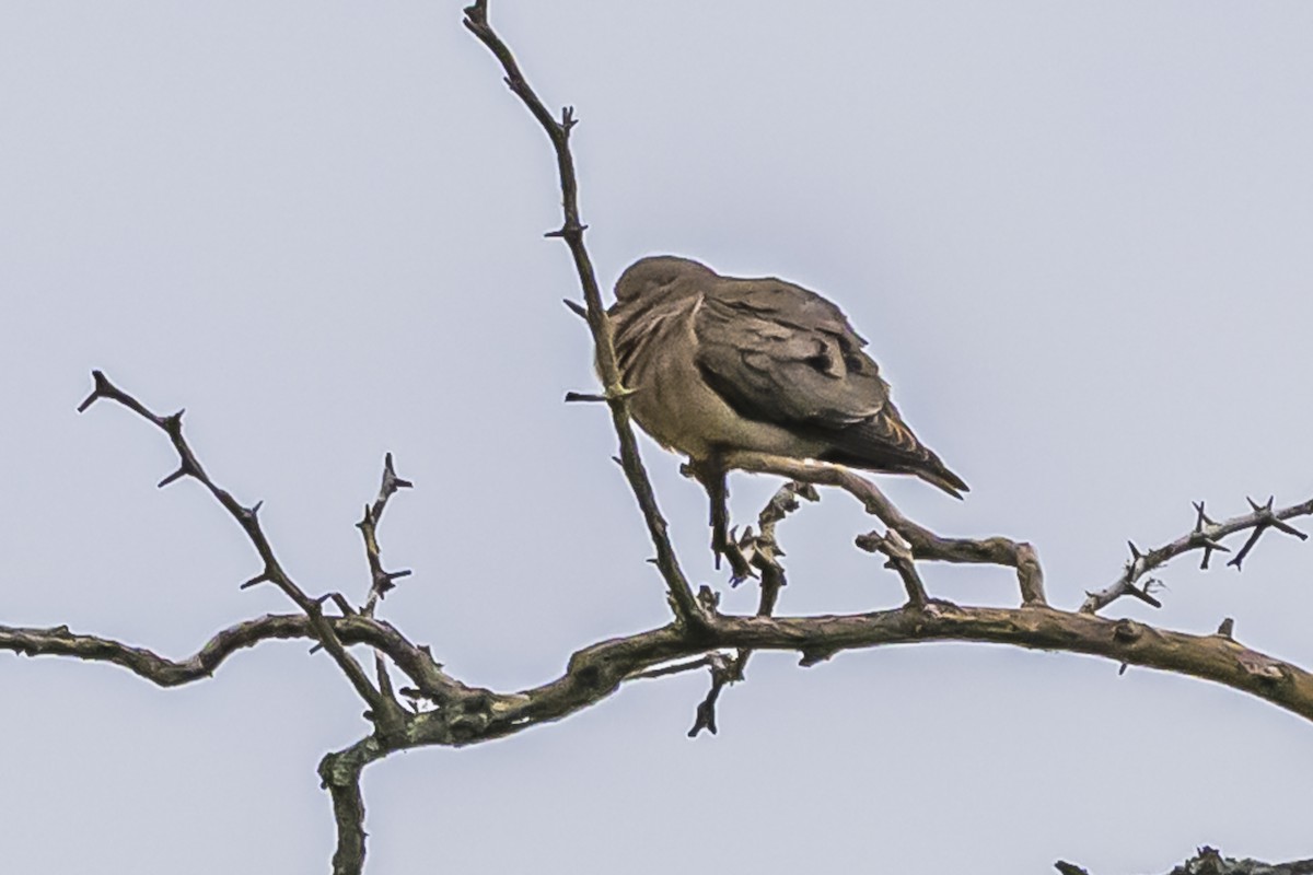Eared Dove - ML645061768