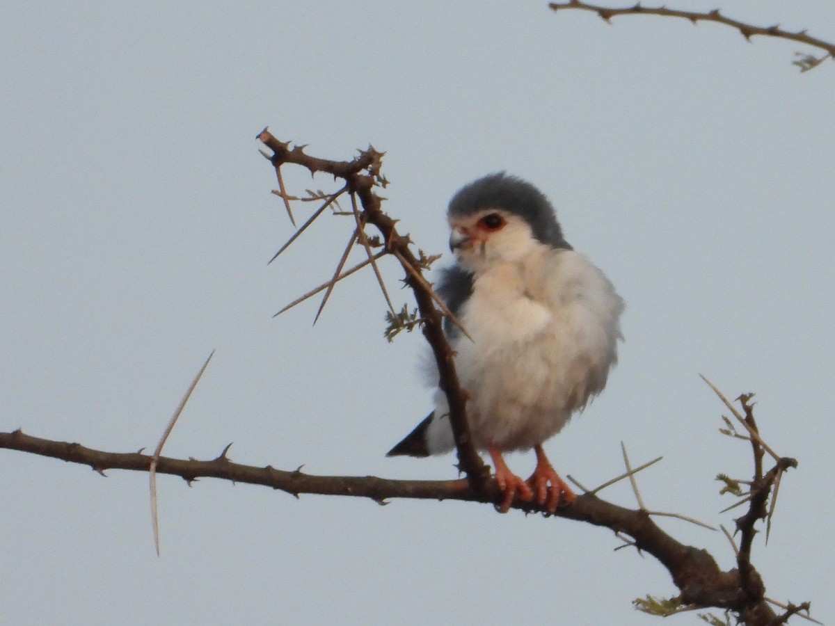 Pygmy Falcon - ML645061769