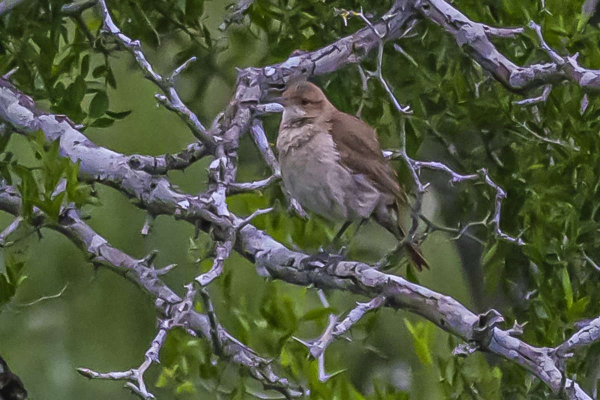 Rufous Hornero - ML645061773