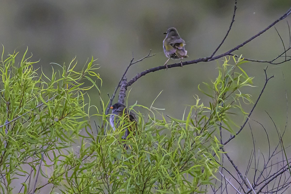 Great Pampa-Finch - ML645061778