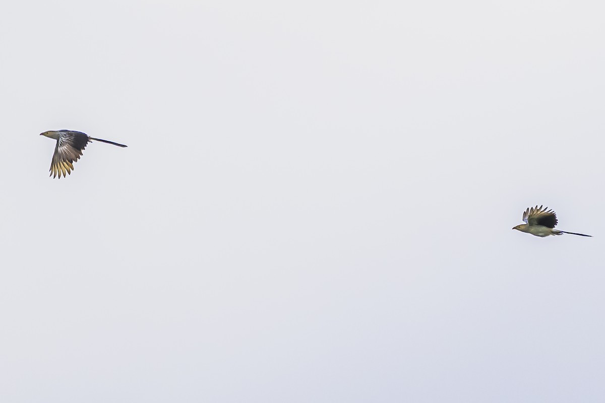 Guira Cuckoo - ML645061785