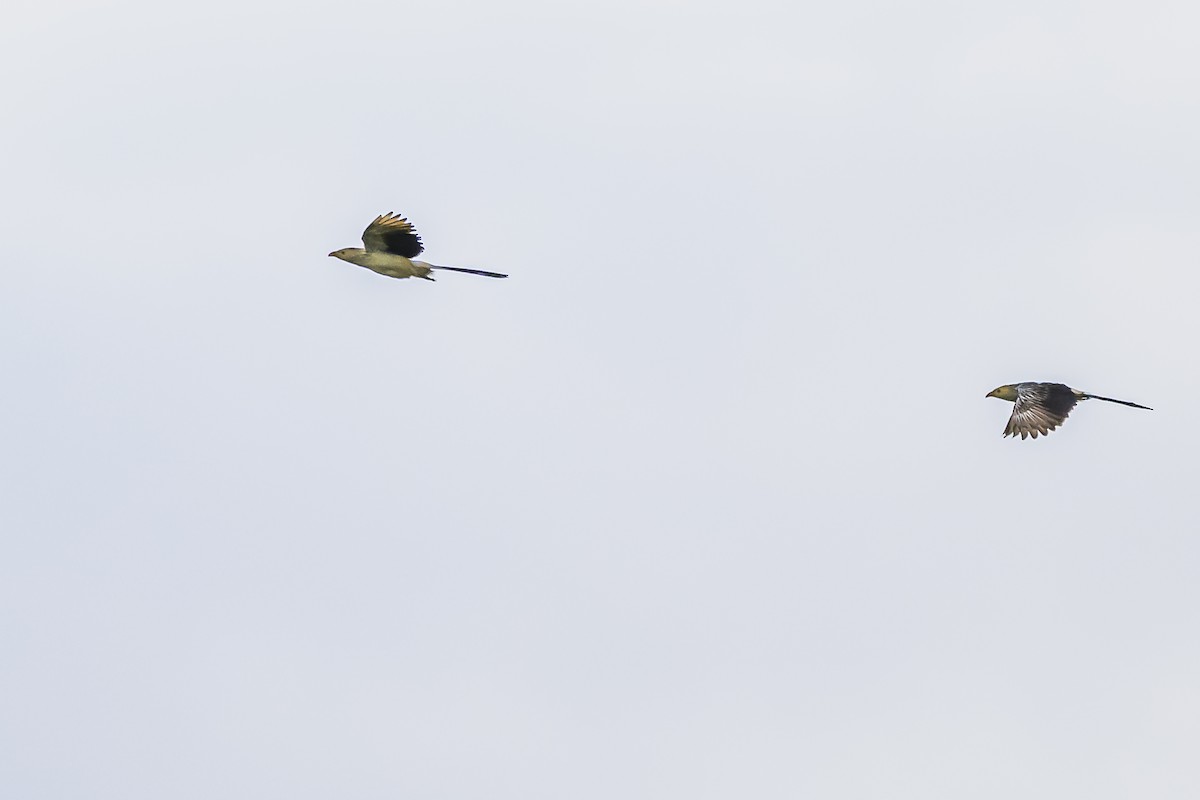 Guira Cuckoo - ML645061786