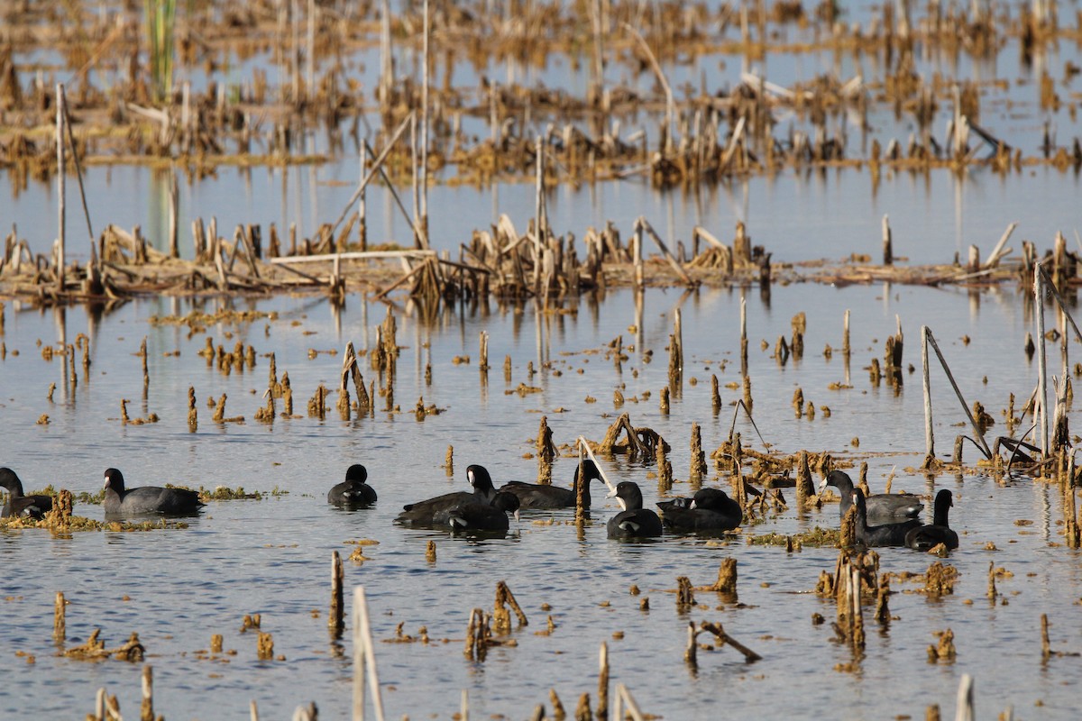 American Coot - ML645061787