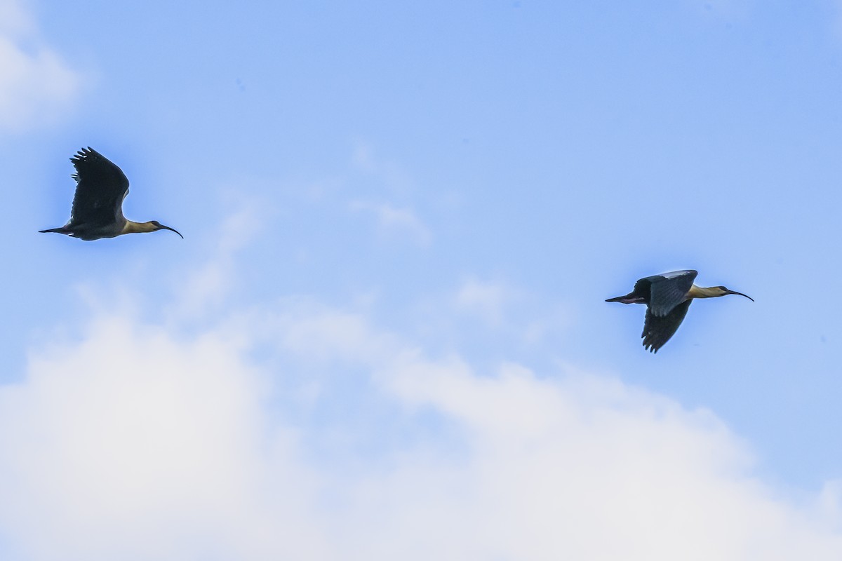 Buff-necked Ibis - ML645061791