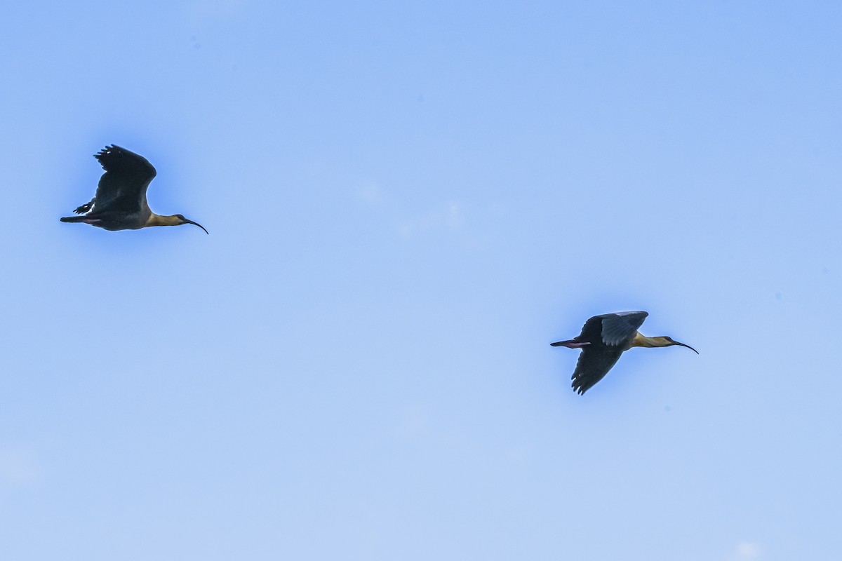 Buff-necked Ibis - ML645061792