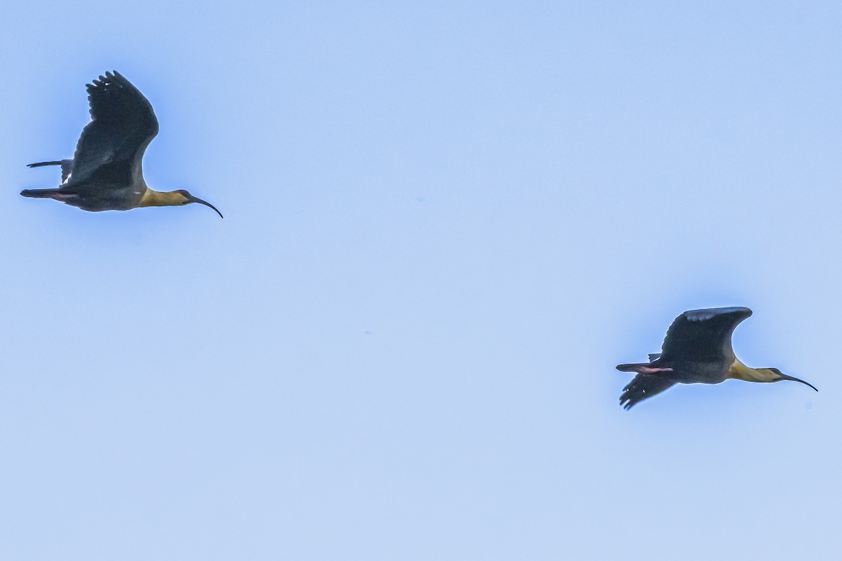 Buff-necked Ibis - ML645061794