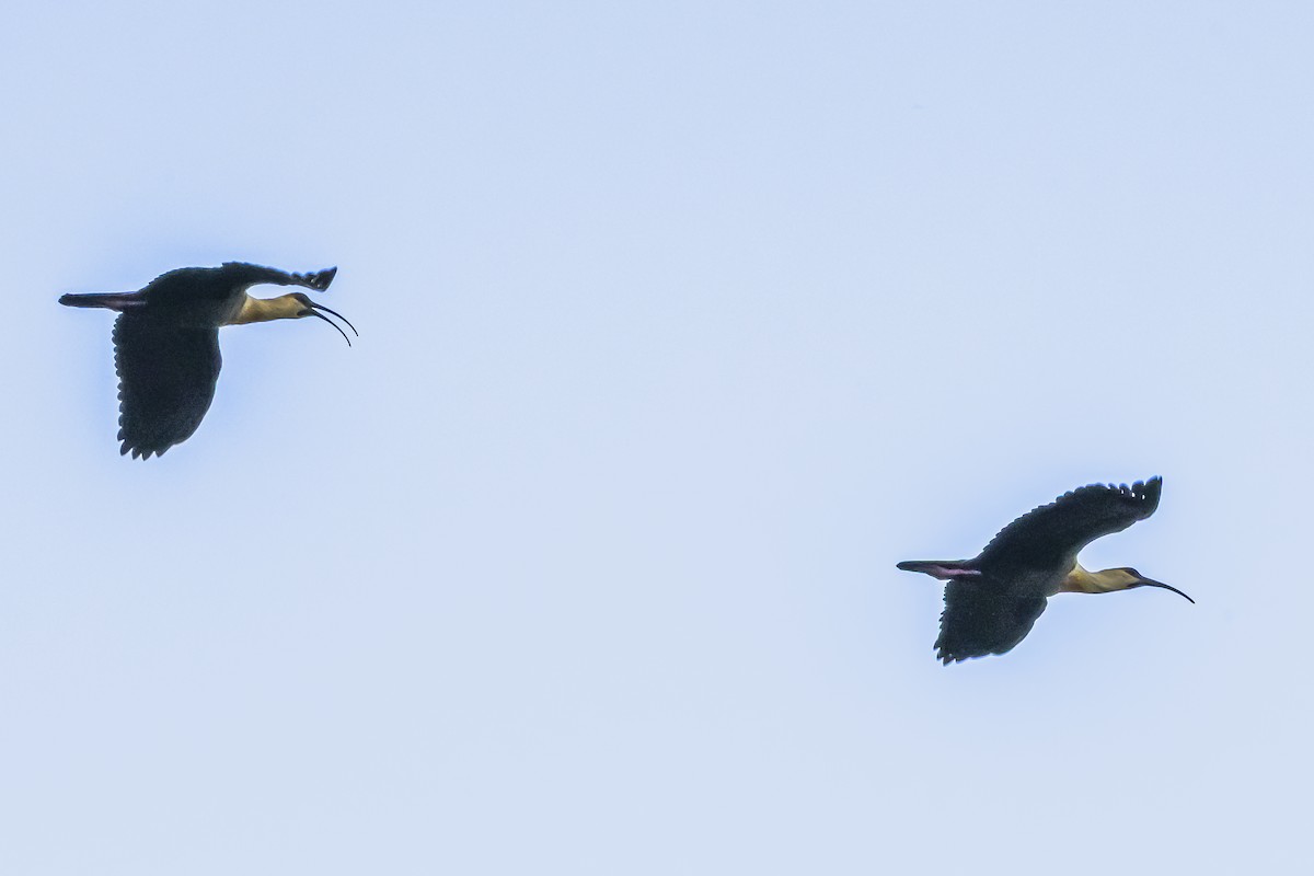 Buff-necked Ibis - ML645061797