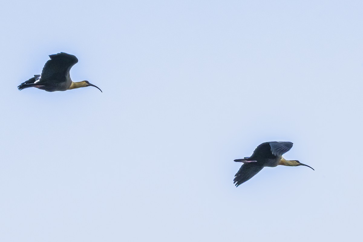 Buff-necked Ibis - ML645061798