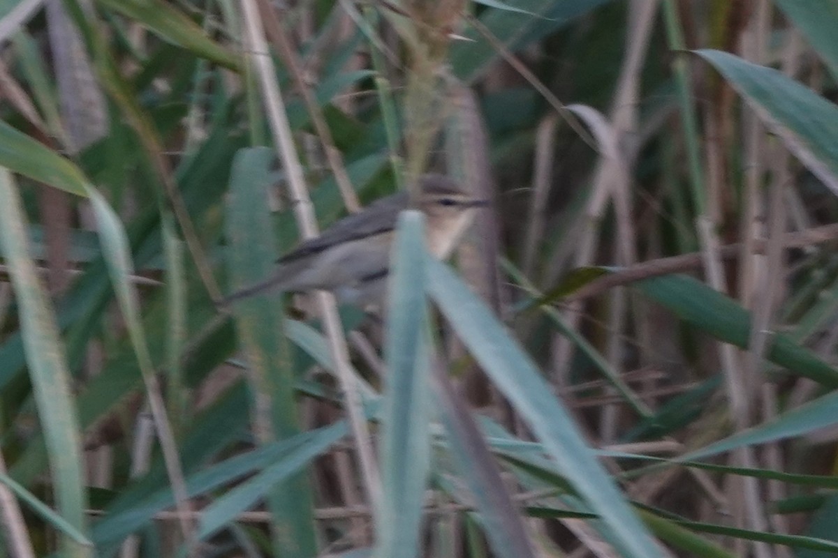 Common Chiffchaff (Siberian) - ML645061800