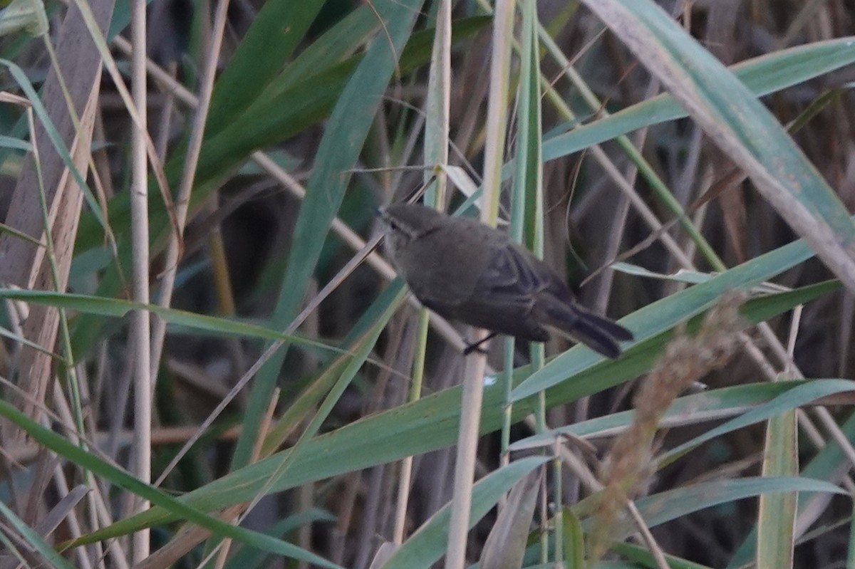 Common Chiffchaff (Siberian) - ML645061801