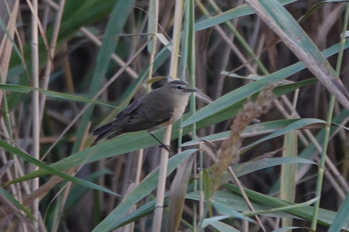 Common Chiffchaff (Siberian) - ML645061802