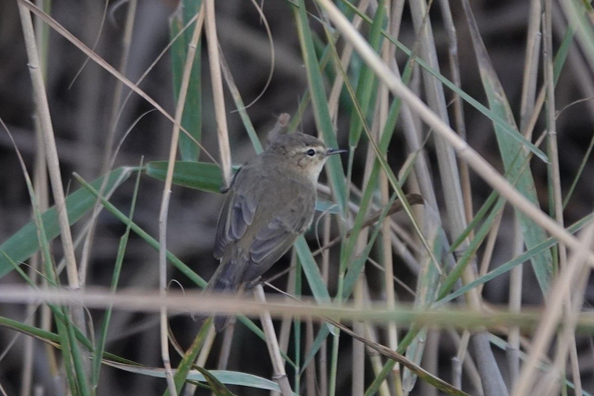 Common Chiffchaff (Siberian) - ML645061803