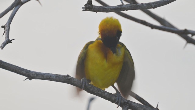 Ortanca Dokumacı - ML645061804