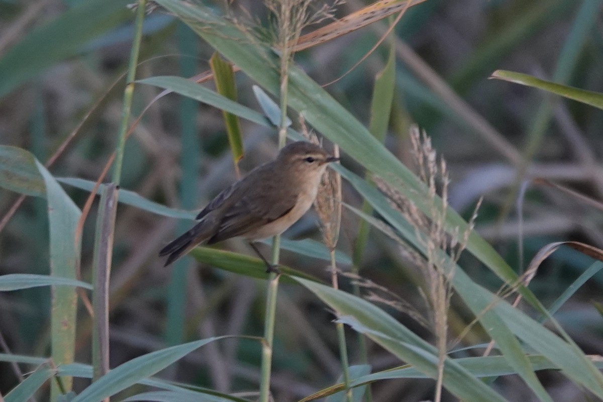 Common Chiffchaff (Siberian) - ML645061805