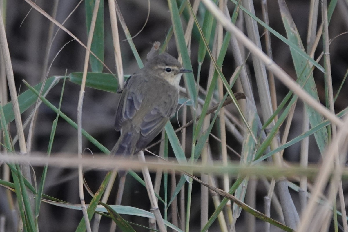 Common Chiffchaff (Siberian) - ML645061807