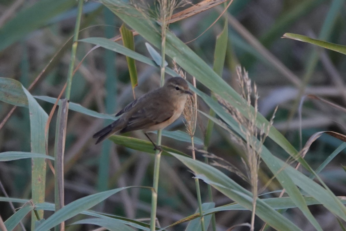 Common Chiffchaff (Siberian) - ML645061808