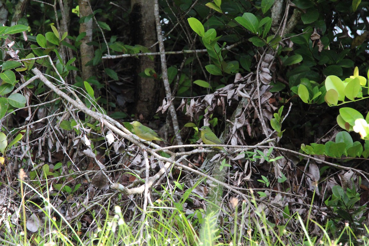 Painted Bunting - ML645061809