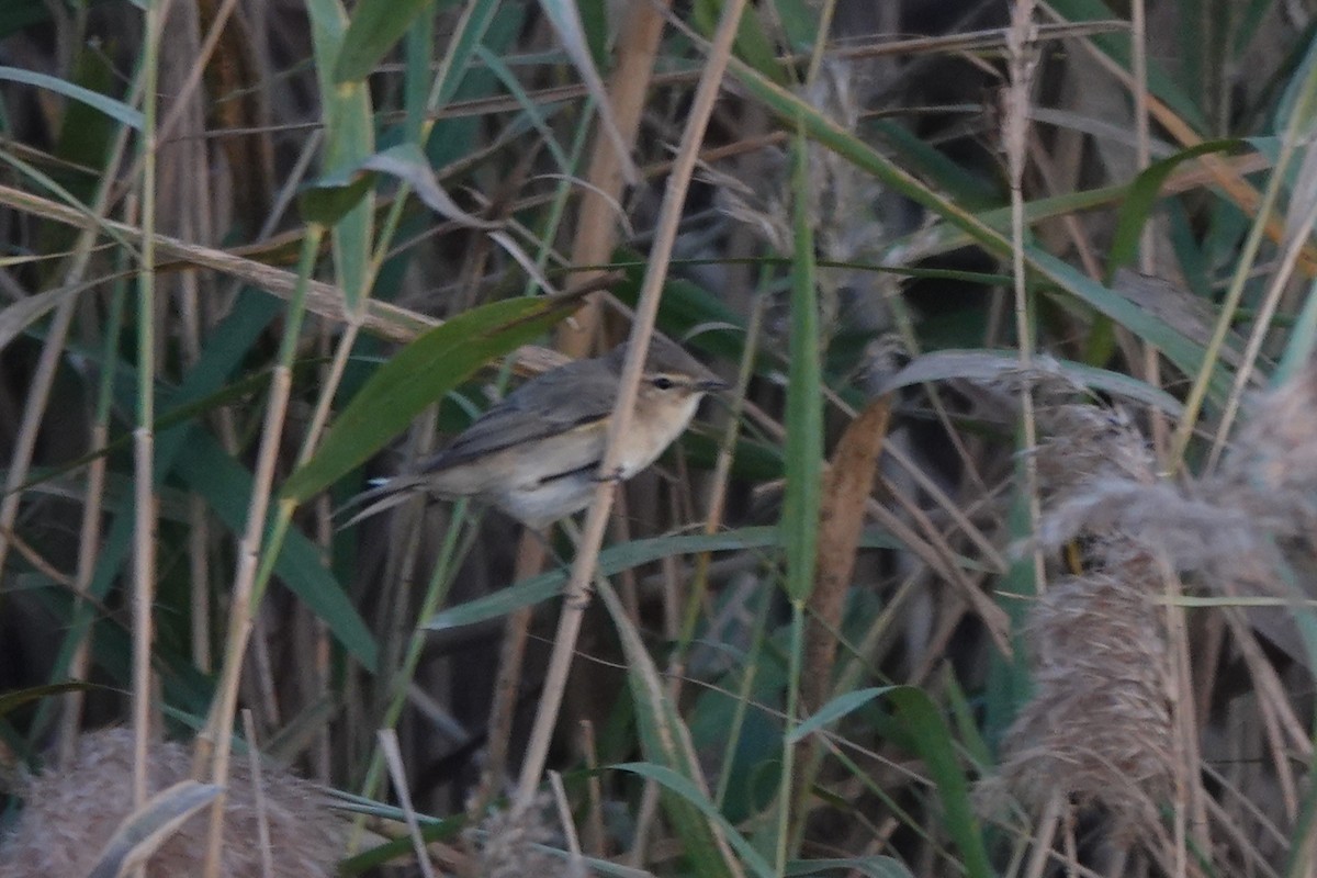 Common Chiffchaff (Siberian) - ML645061810