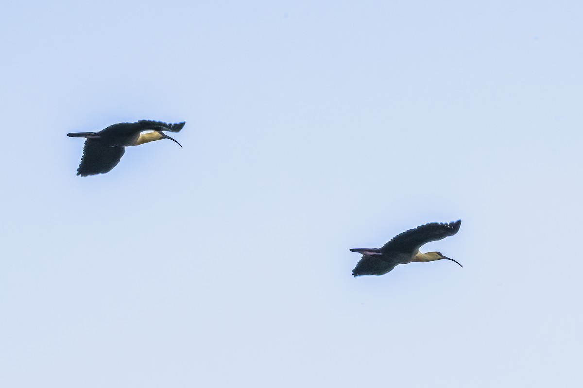Buff-necked Ibis - ML645061811