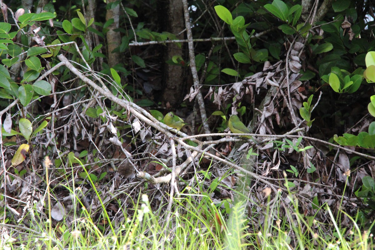 Painted Bunting - ML645061812