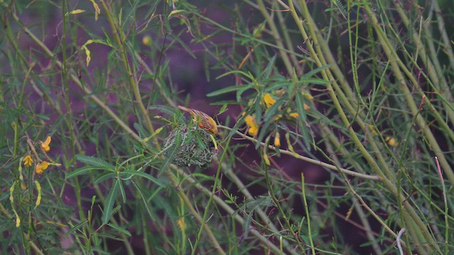 Altın Sırtlı Dokumacı - ML645061816