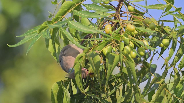 Mavi Enseli Farekuşu - ML645061818