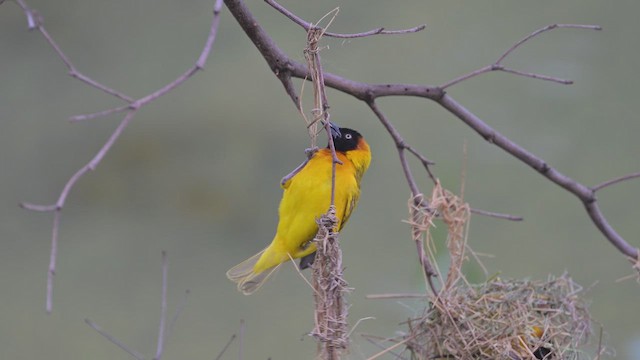 Ortanca Dokumacı - ML645061822