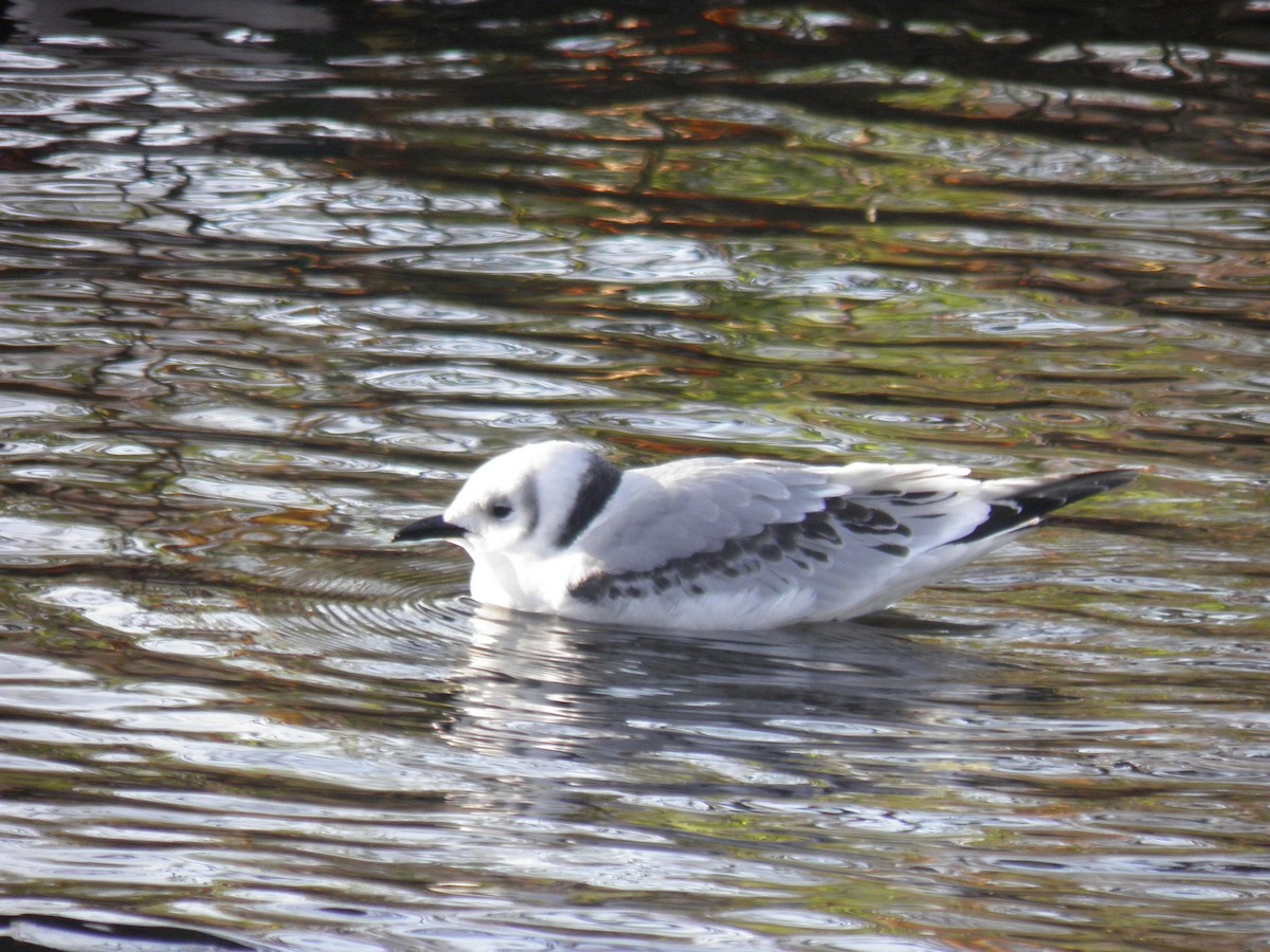 Kara Ayaklı Martı - ML645061823