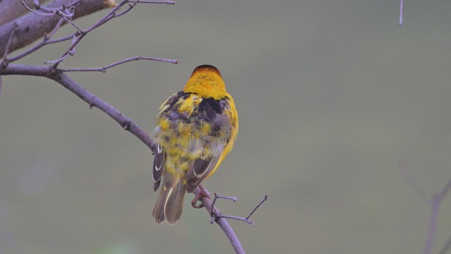 Ortanca Dokumacı - ML645061824