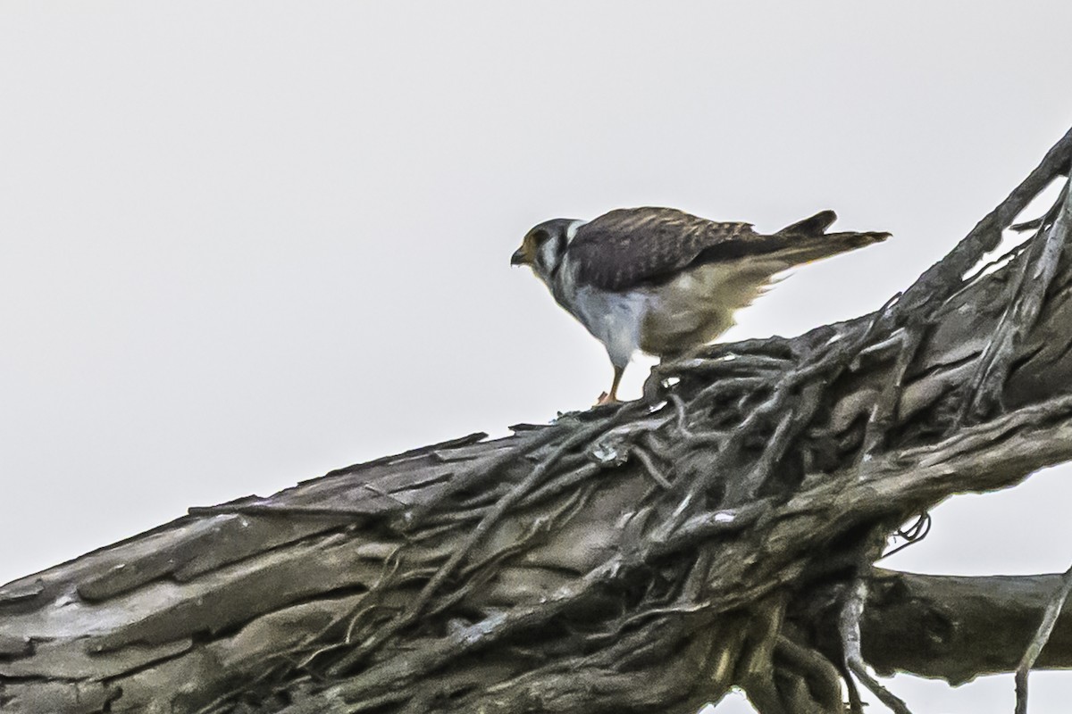 American Kestrel - ML645061827