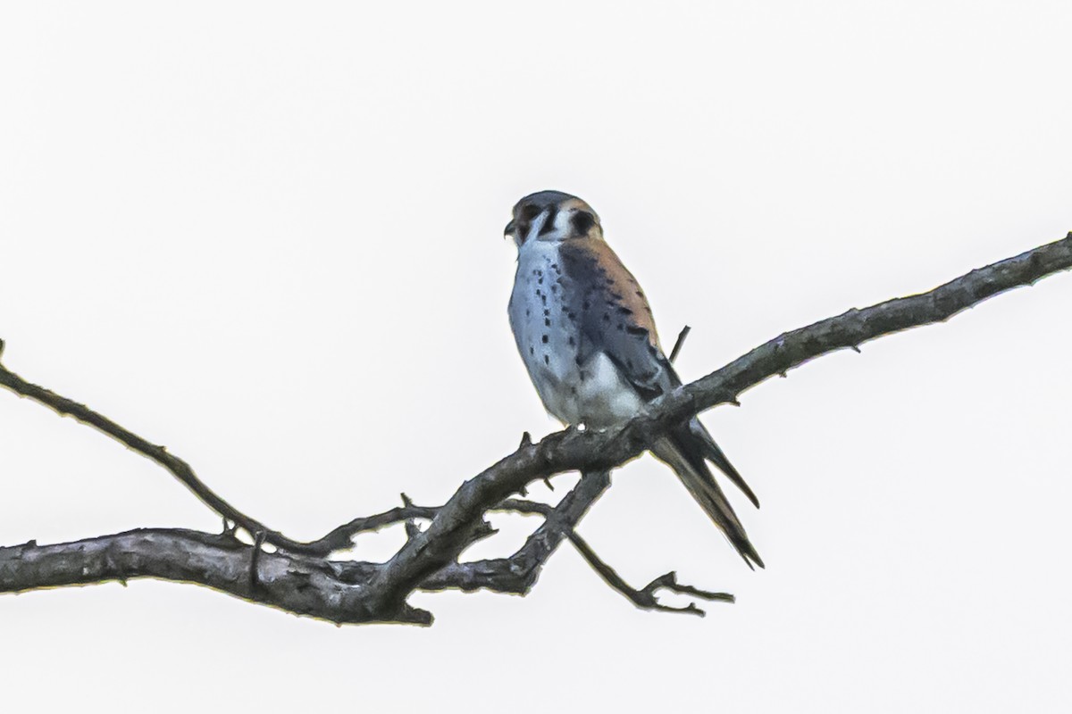 American Kestrel - ML645061829
