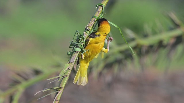 Köy Dokumacısı - ML645061830