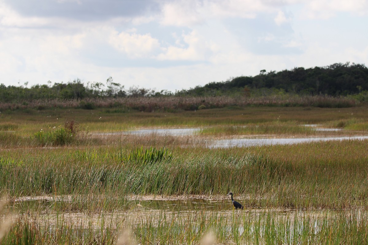 Little Blue Heron - ML645061832
