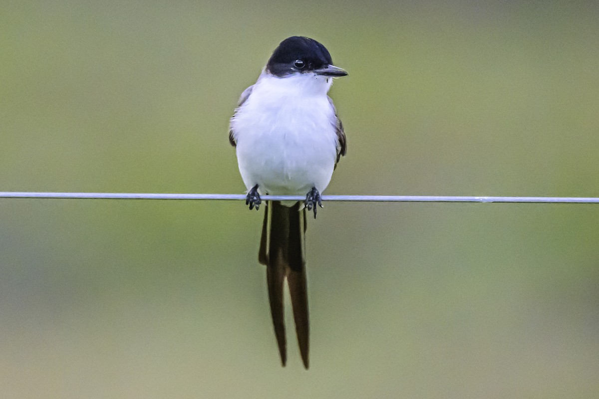 Fork-tailed Flycatcher - ML645061833