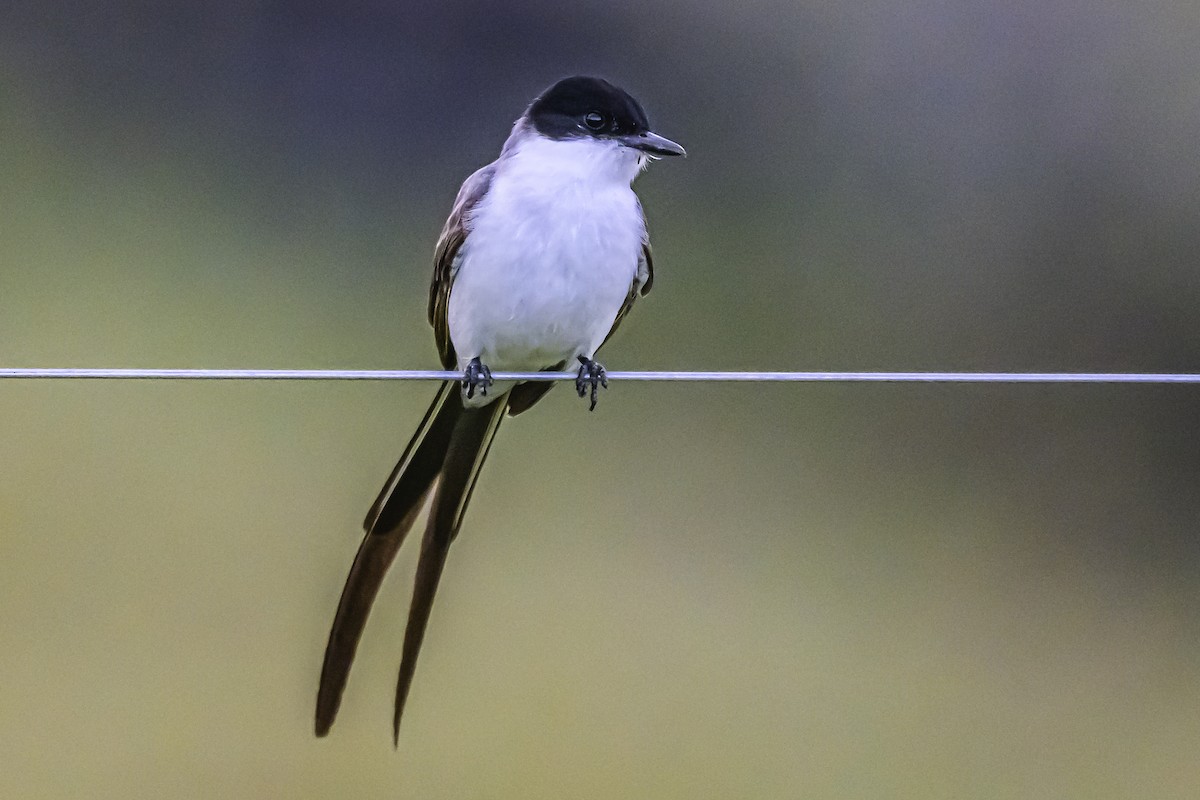 Fork-tailed Flycatcher - ML645061836