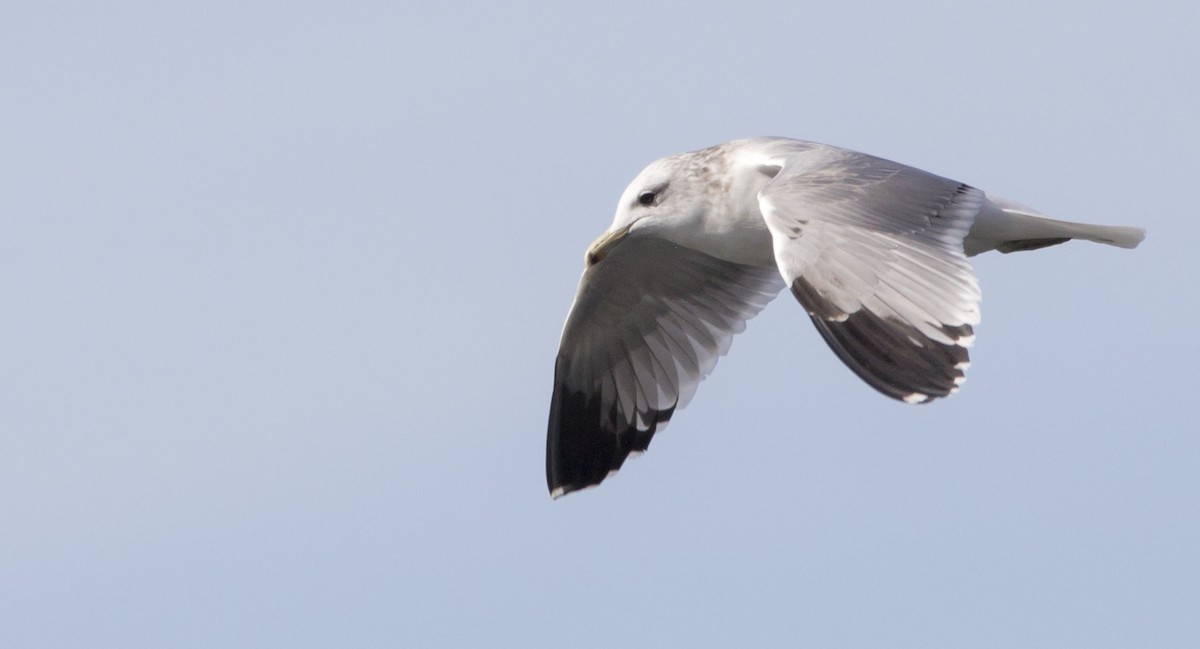gull sp. - ML645061841