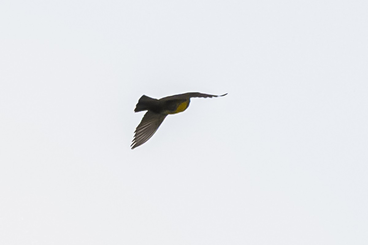 Brown-and-yellow Marshbird - ML645061844