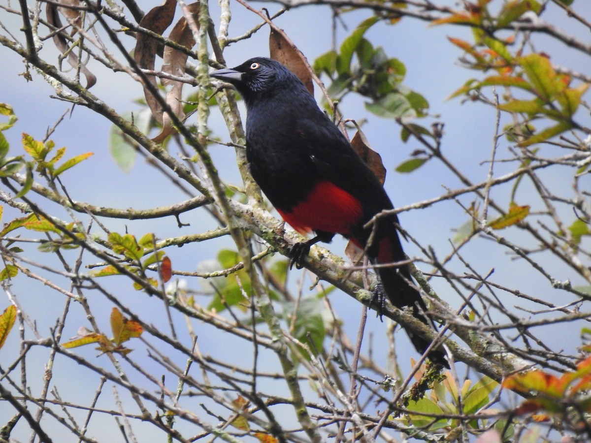 Red-bellied Grackle - ML645061845