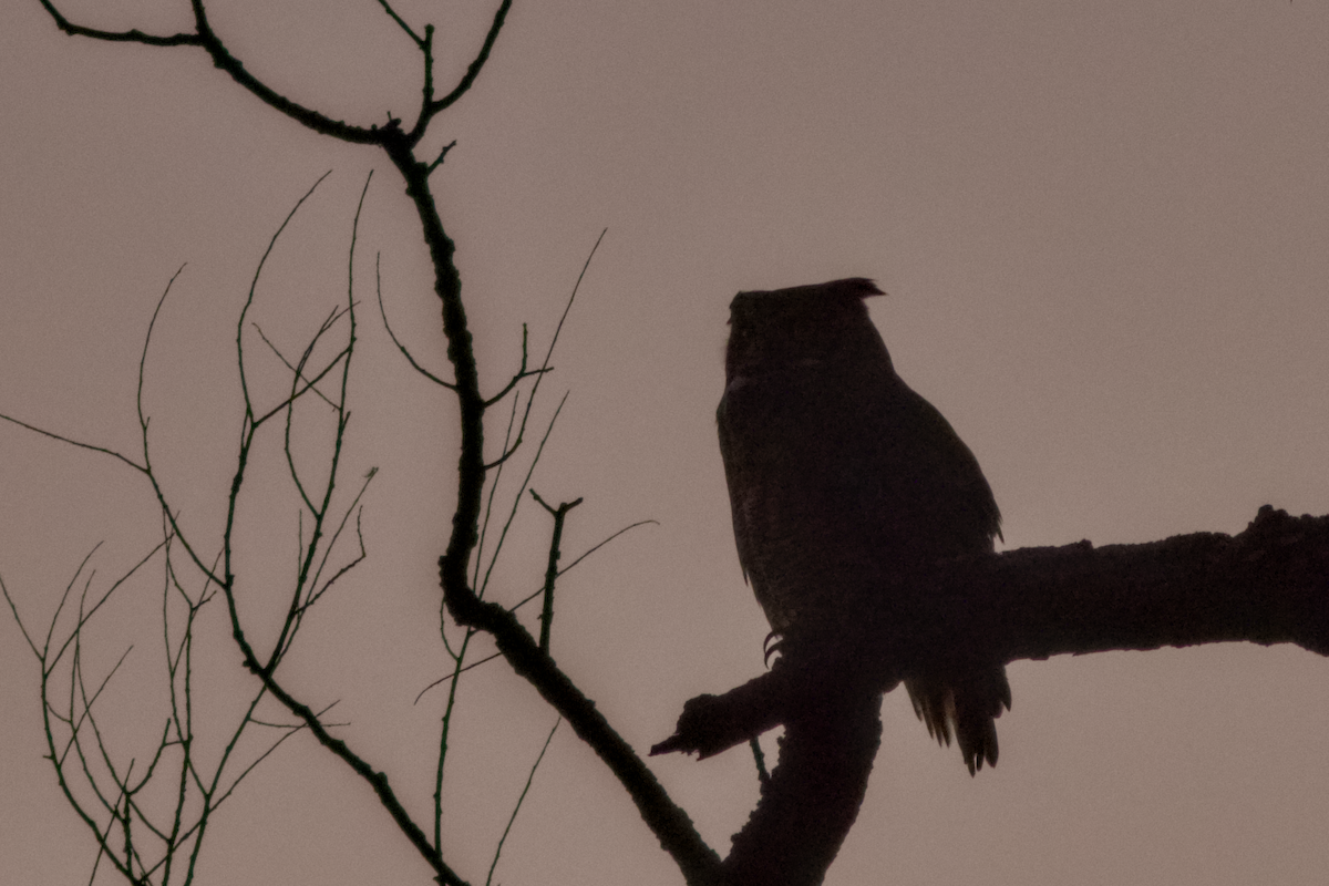 Great Horned Owl - ML645061853