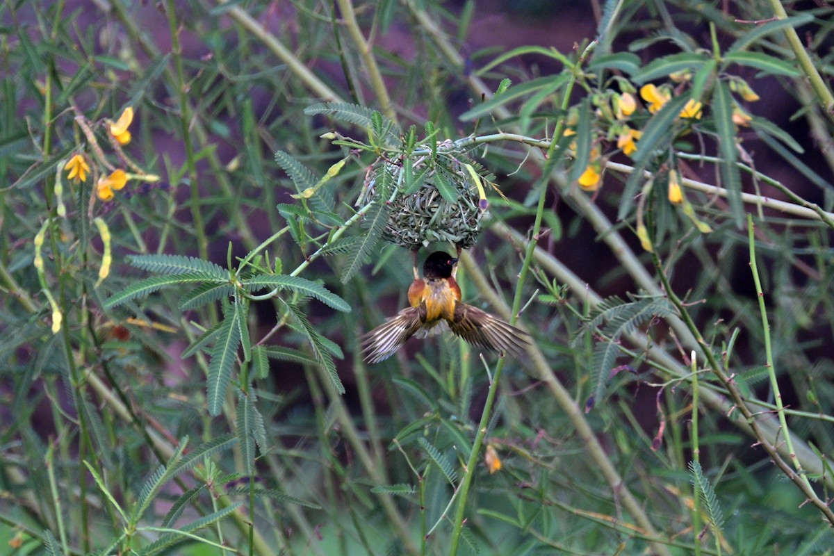 Golden-backed Weaver - ML645061863