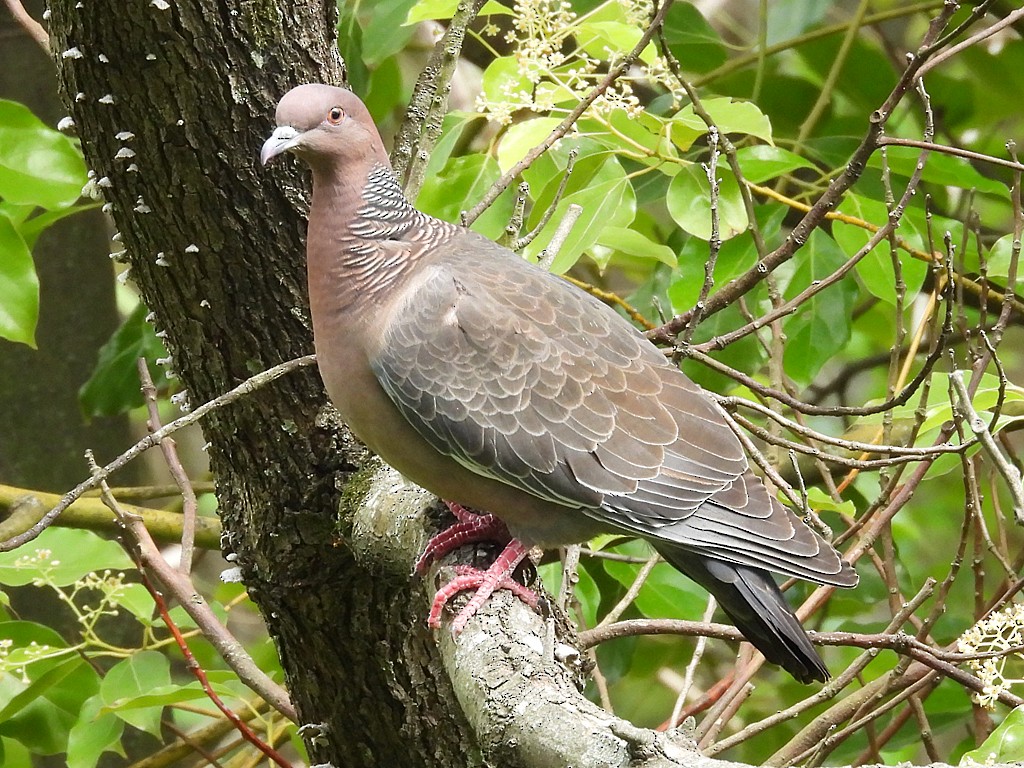 Pikazuro Güvercini - ML645061864