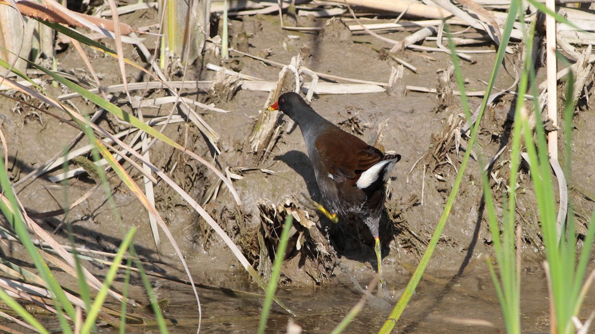 Eurasian Moorhen - ML645061871