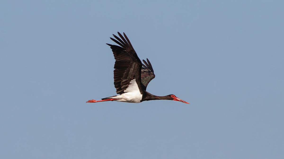 Black Stork - ML645061884