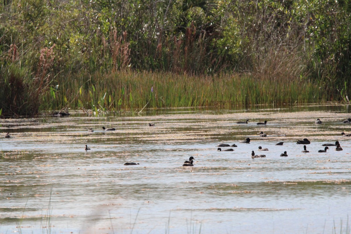 Ring-necked Duck - ML645061887