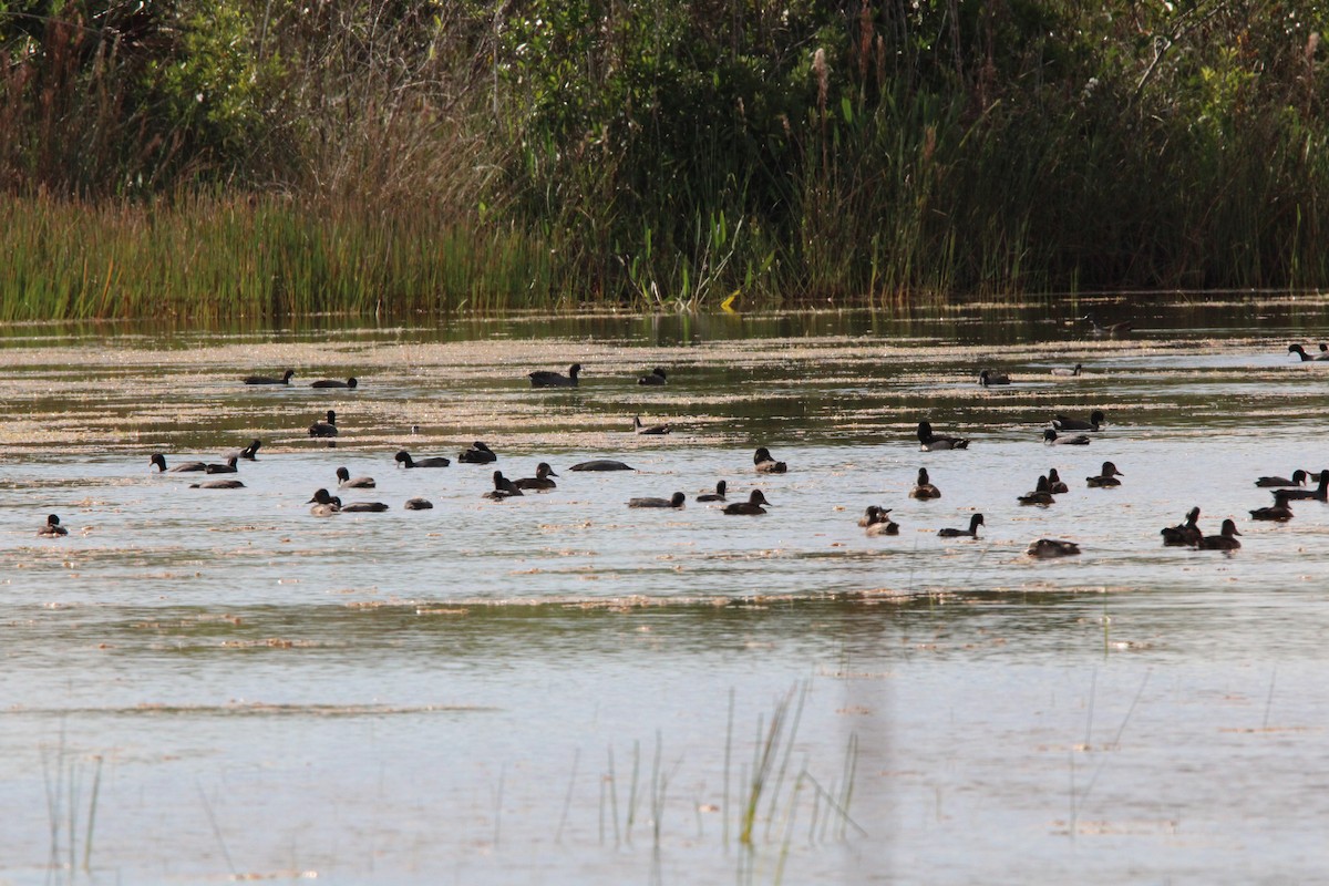 Ring-necked Duck - ML645061888