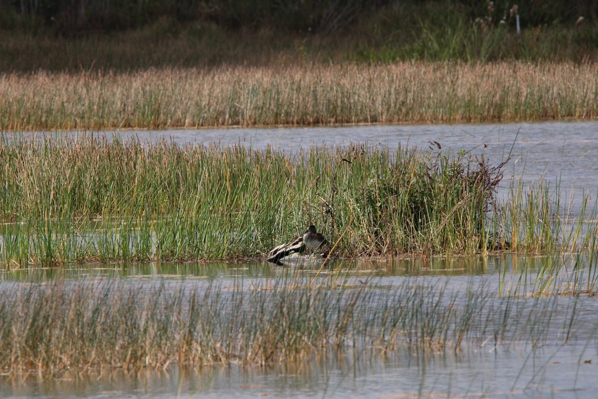 Ring-necked Duck - ML645061889