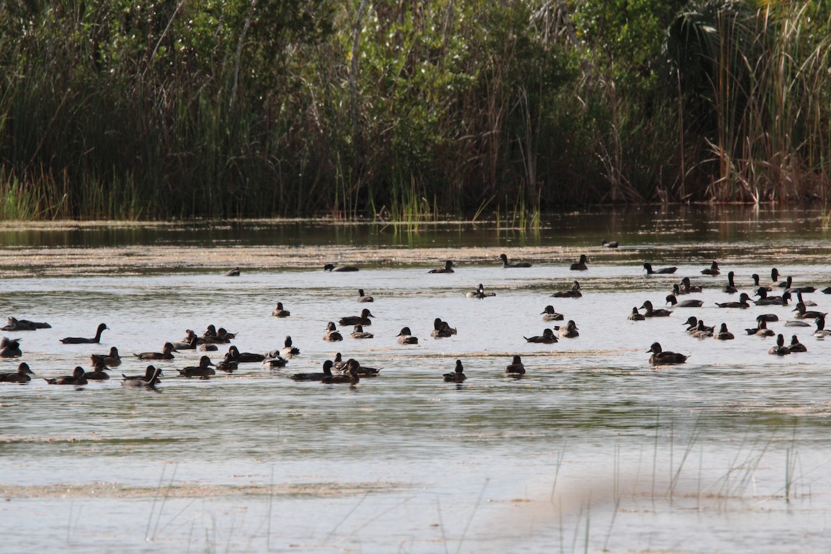 Ring-necked Duck - ML645061890