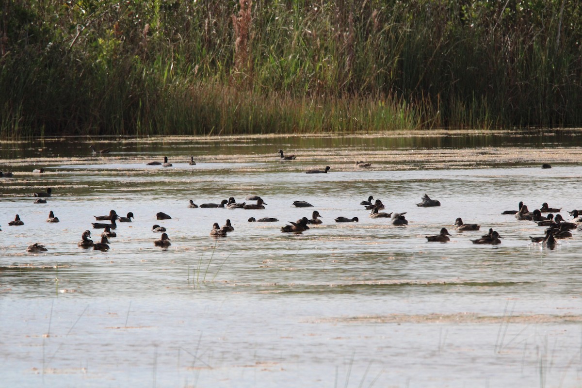 Ring-necked Duck - ML645061891
