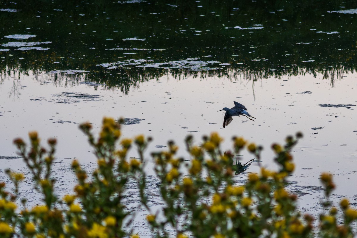 Greater Yellowlegs - ML645061893